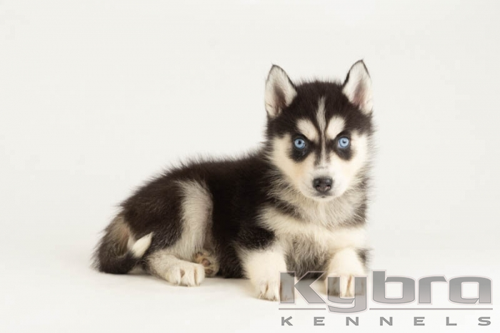 Bi eyed husky for 2024 sale