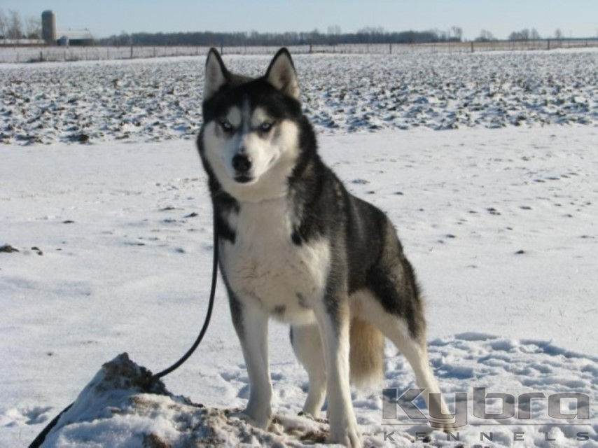 what is the coldest temperature a siberian husky can withstand