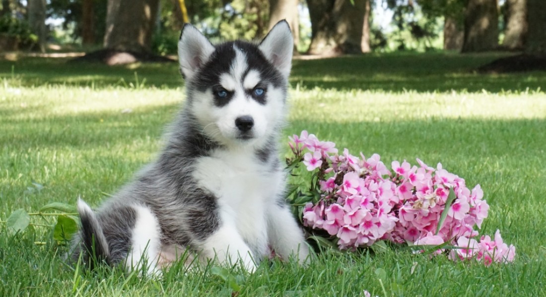 husky puppies for sale near me